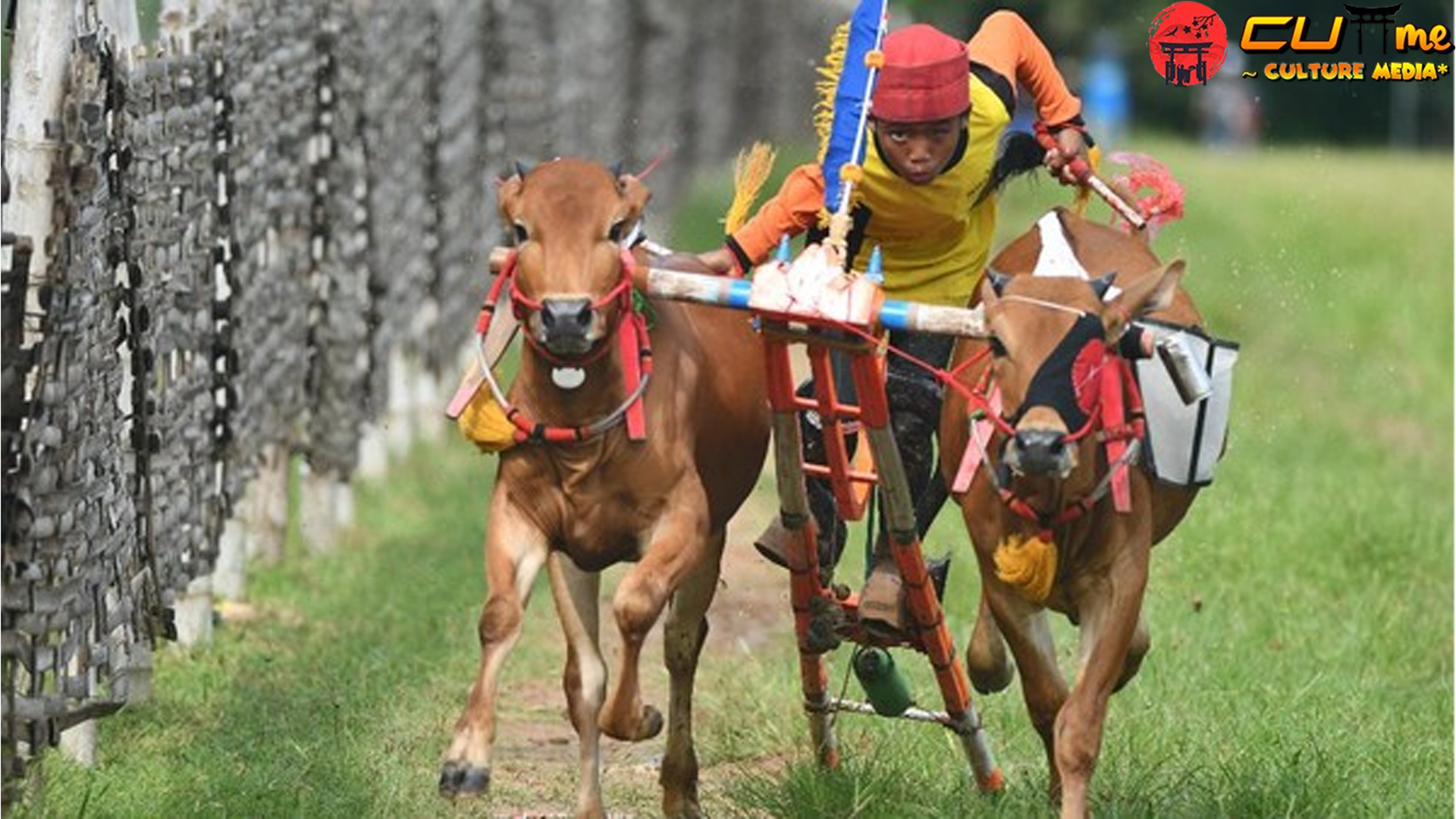 Karapan Sapi Budaya Madura yang Memukau Dunia!
