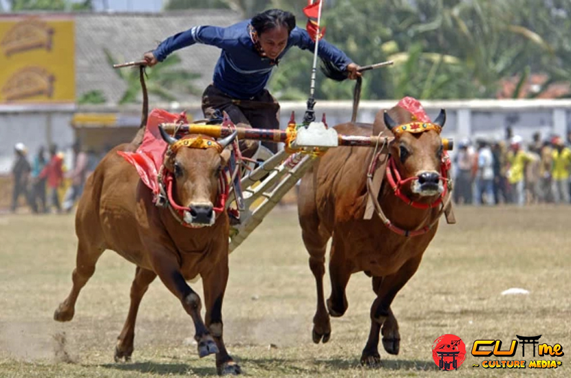 Karapan Sapi Budaya Madura yang Memukau Dunia!