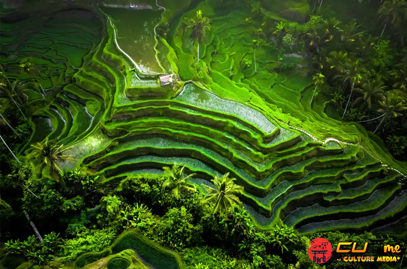 Subak Bali: Harmoni Air, Sawah, dan Kearifan Leluhur!v