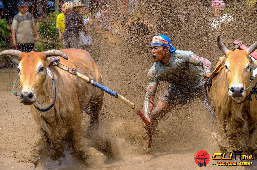 Pacu Jawi Budaya Khas Padang yang Bikin Semua Terpukau!