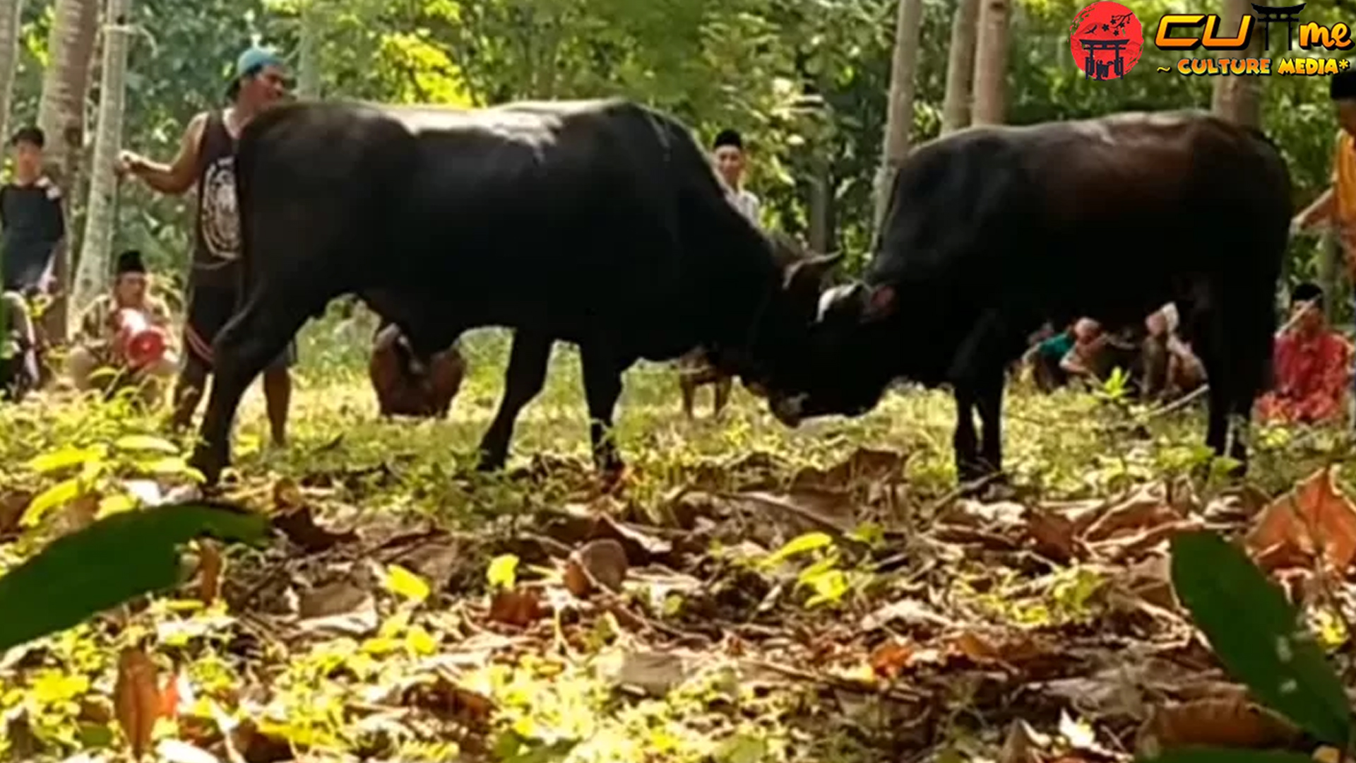 Bukan Sekadar Bunyi Toktok Warisan Leluhur Madura!