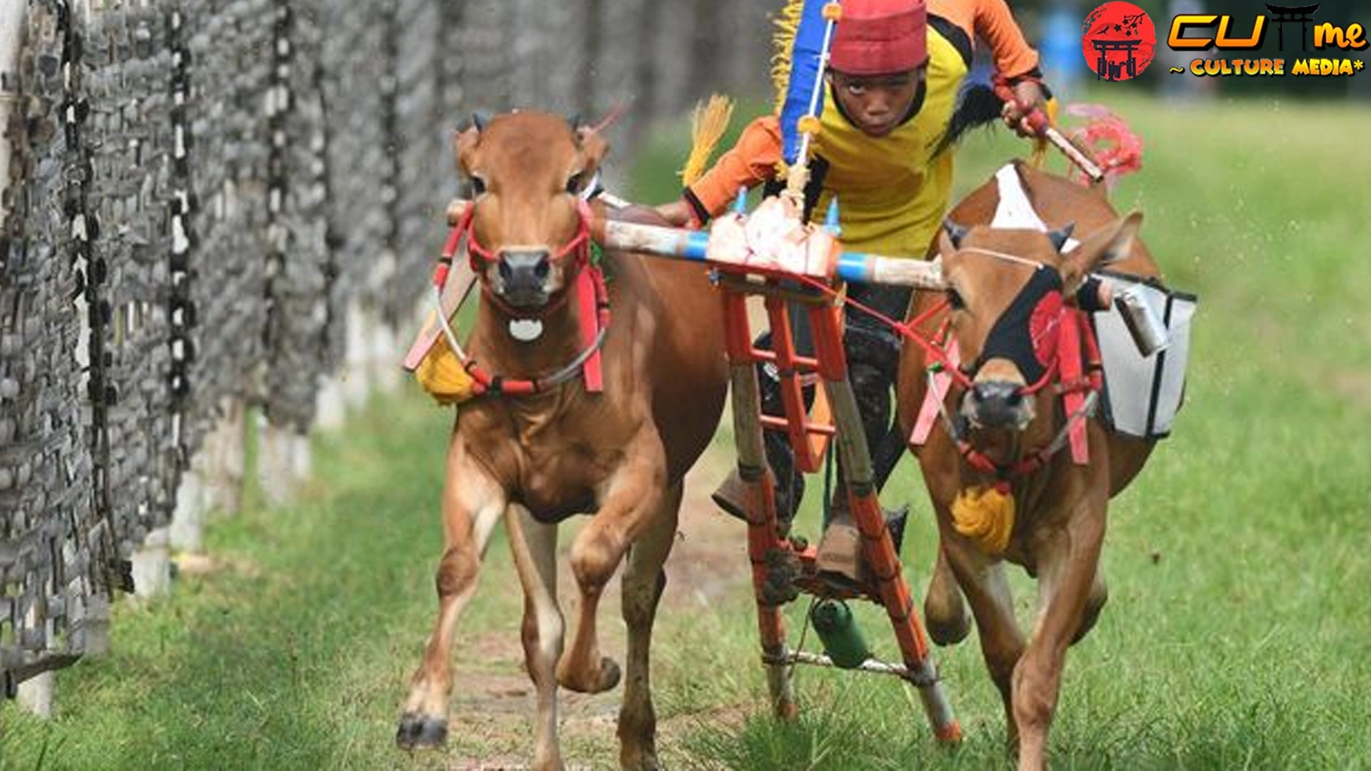 Karapan Sapi: Penuh 5 Tradisi dan Kecepatan Menyatu