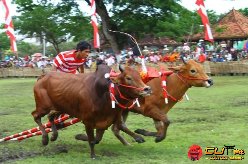 Karapan Sapi: Penuh 5 Tradisi dan Kecepatan Menyatu