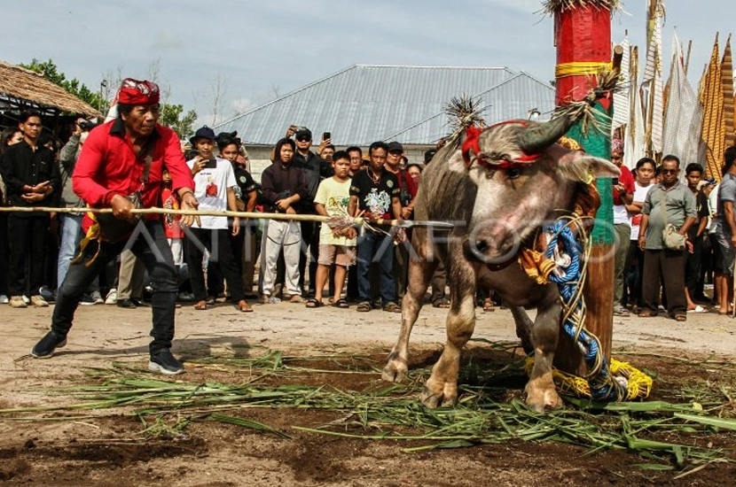 Ritual Tiwah 1 Tradisi Cantik Melestarikan Budaya